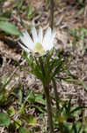 Thimbleweed